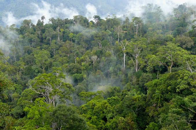 Ketika Hutan Menjadi Abu